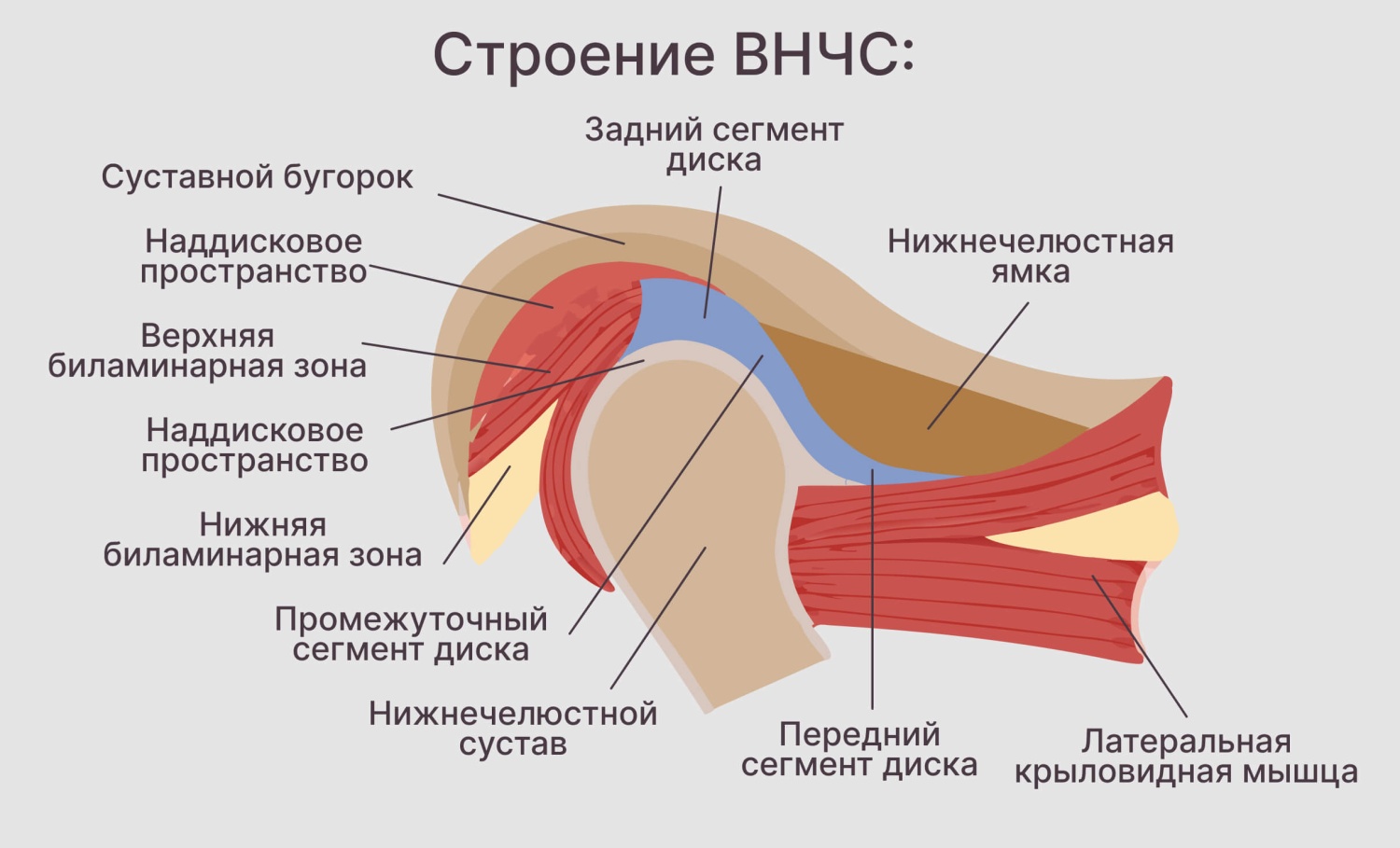 Строение височно-нижнечелюстного сустава